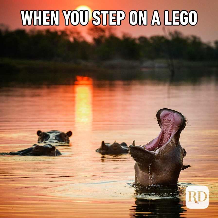 this hippo stepped on a lego - meme
