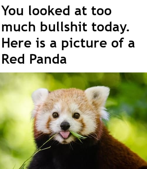 red panda :) - meme