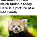 red panda :)