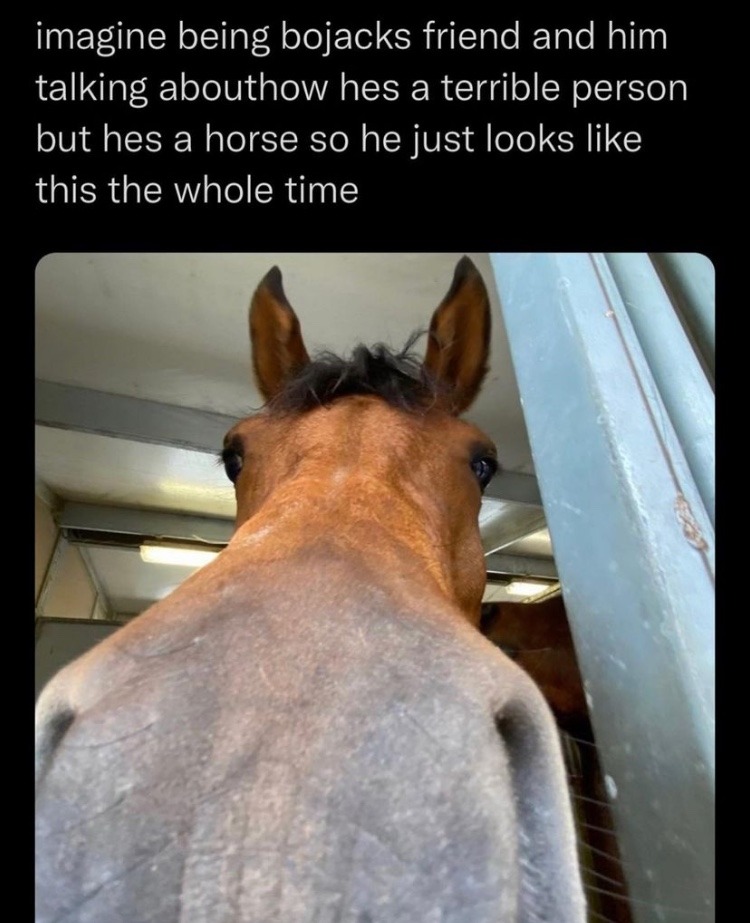 horse - meme