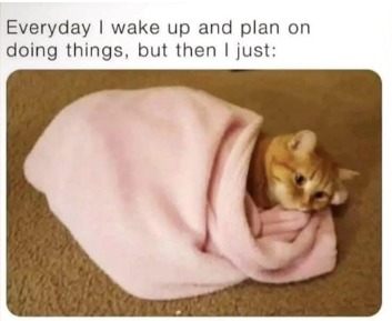 cute lazy cat - meme
