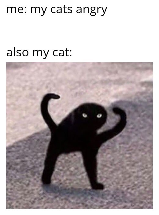 mean cat meme