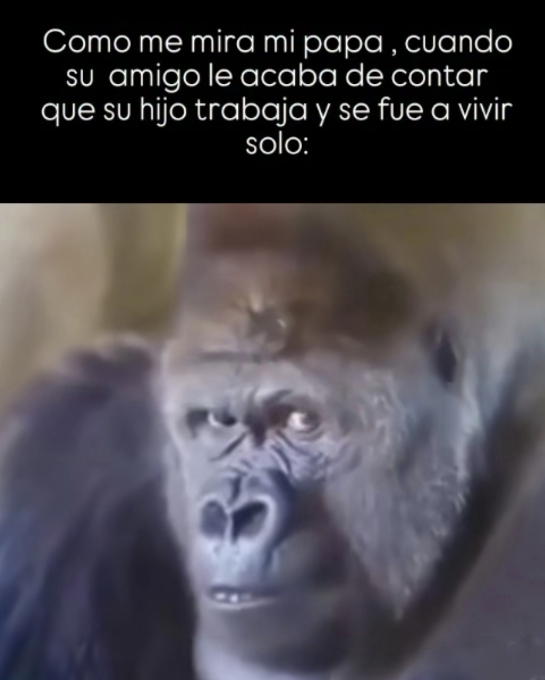 Mi papá cuando su amigo le cuenta que su hijo sí progresa - meme