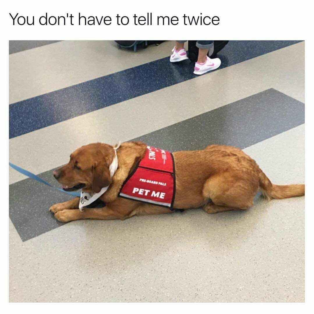 Canadian Airport Doggo - meme