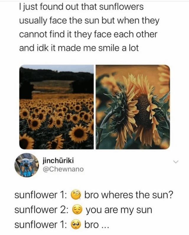 Sunflowers - meme