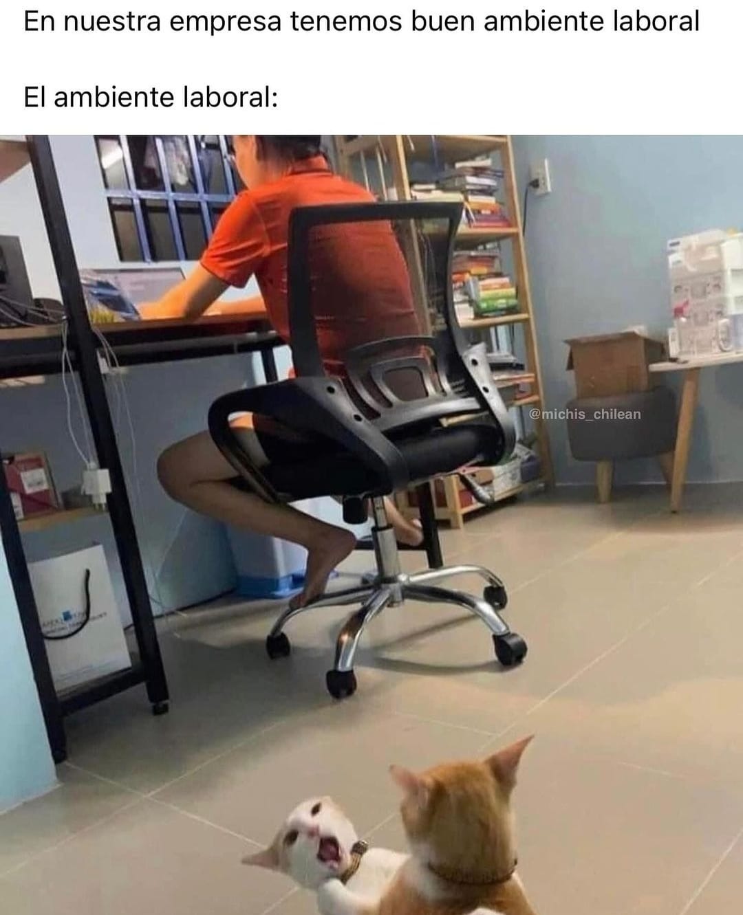Ambiente laboral con gatos - meme