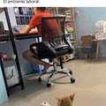 Ambiente laboral con gatos