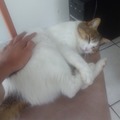 No hay meme, así que aquí les presento a la señora mantecas, mi gata (no es el mejor nombre pero esta bella :betterthan:)