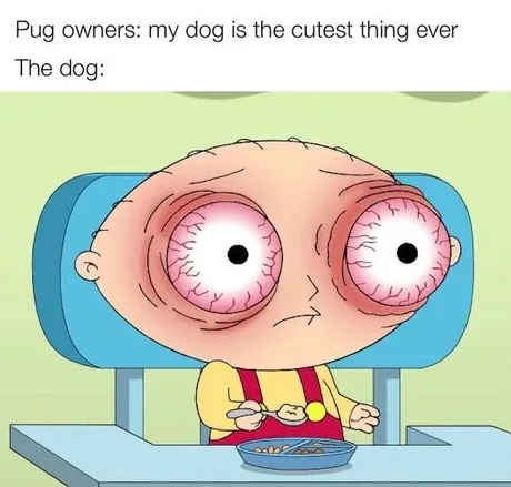 ugly pugs - meme