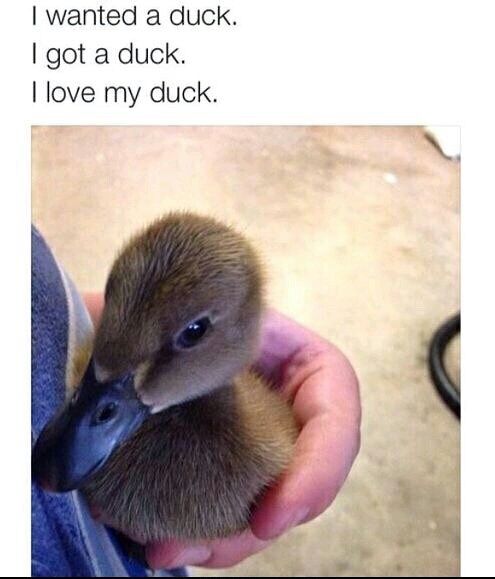 Ducks O_O - meme
