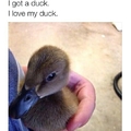 Ducks O_O