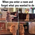 forgot why you entered the room