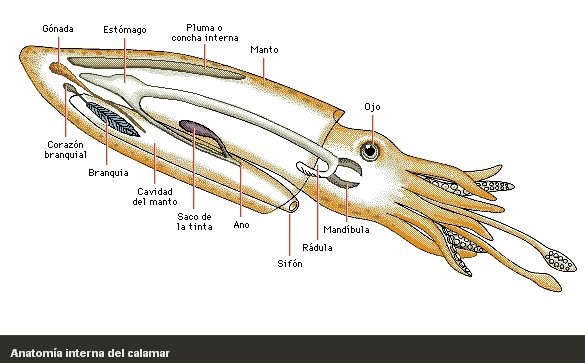 Anatomía del calamar - meme