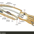 Anatomía del calamar