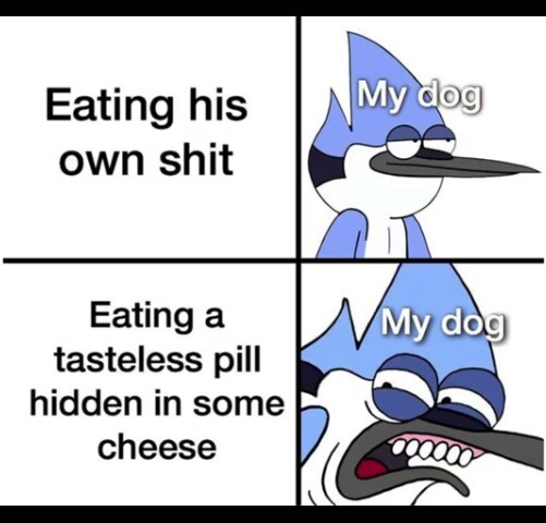 I can relate my dog to this - meme