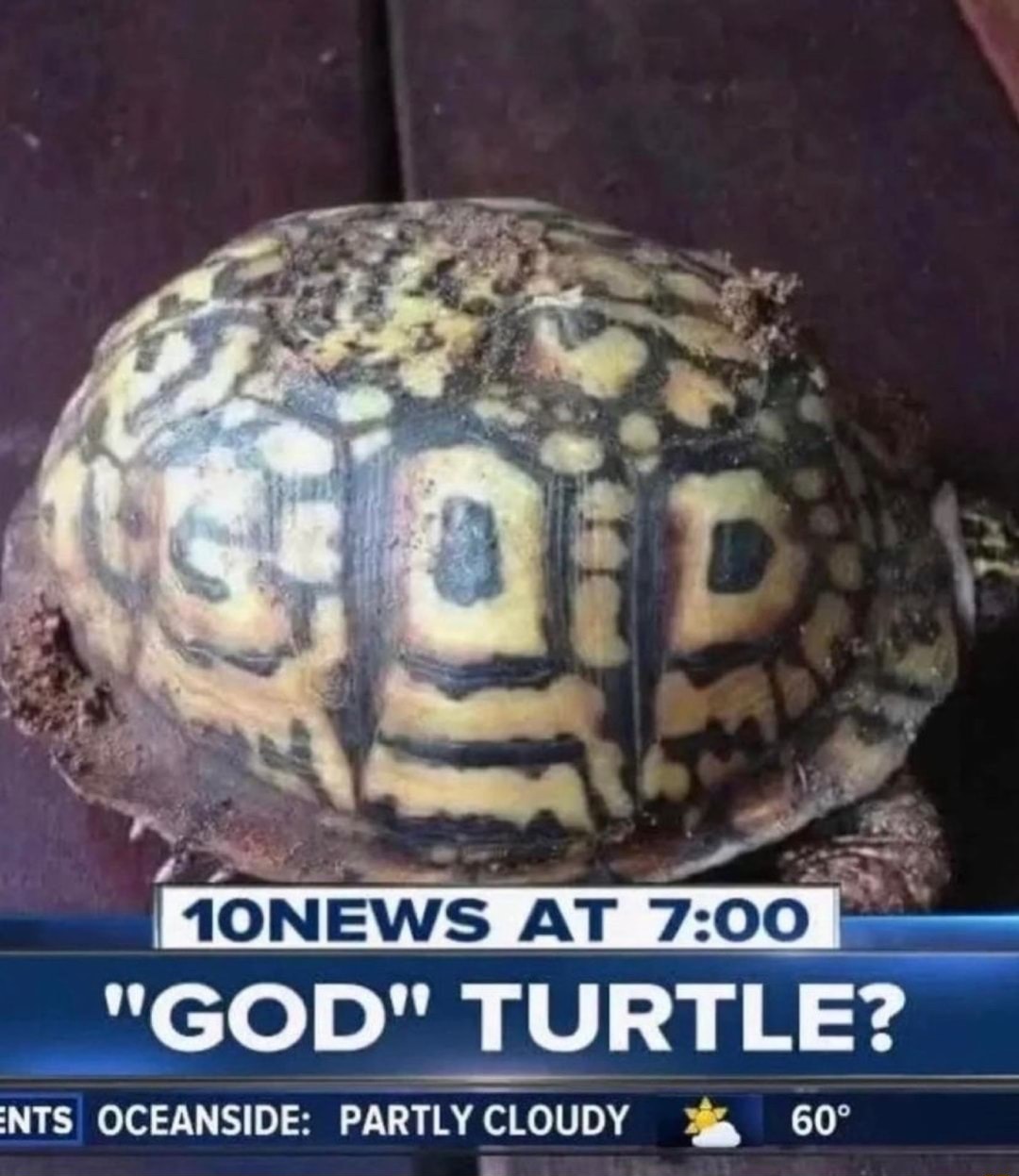 God turtle - meme