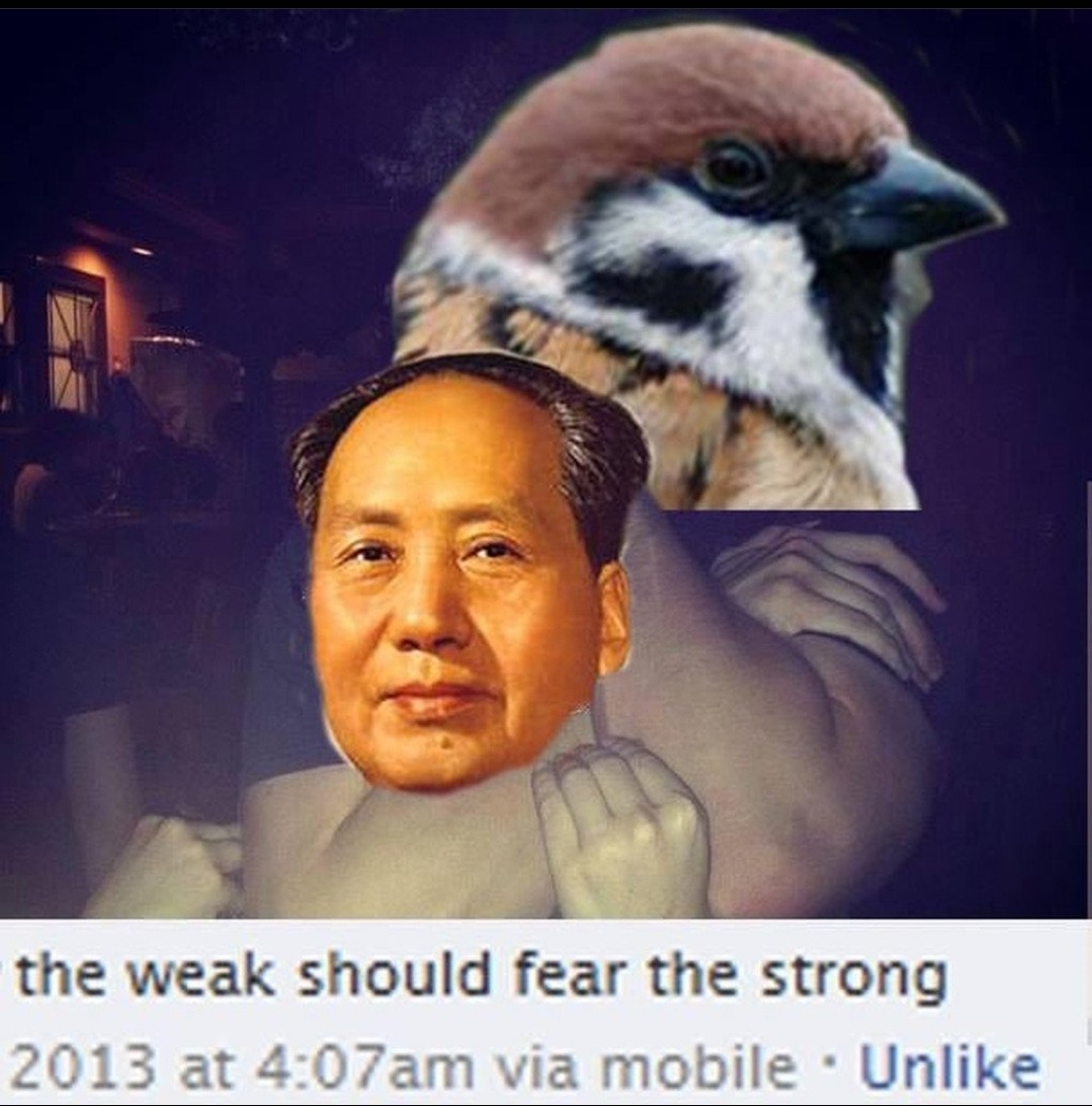 The War on Birds - meme