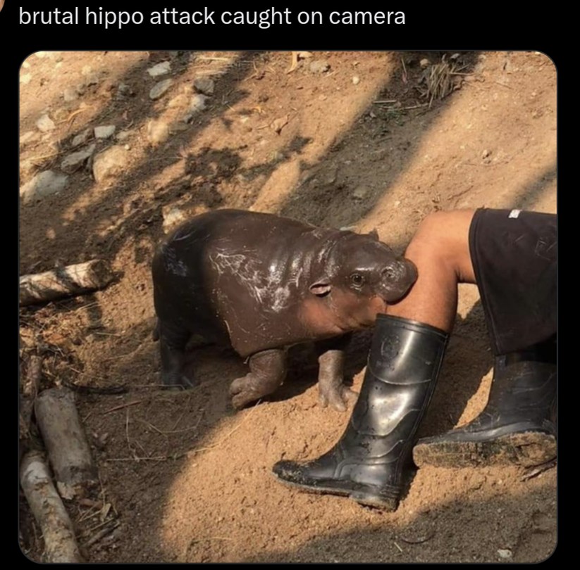 Brutal hippo attack - meme