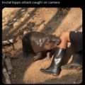 Brutal hippo attack