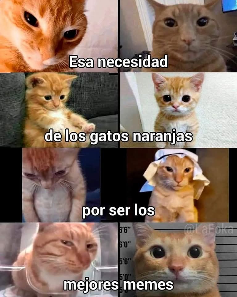 Miau - meme
