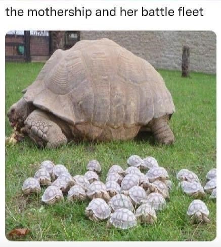 turtles similarities with mothership meme