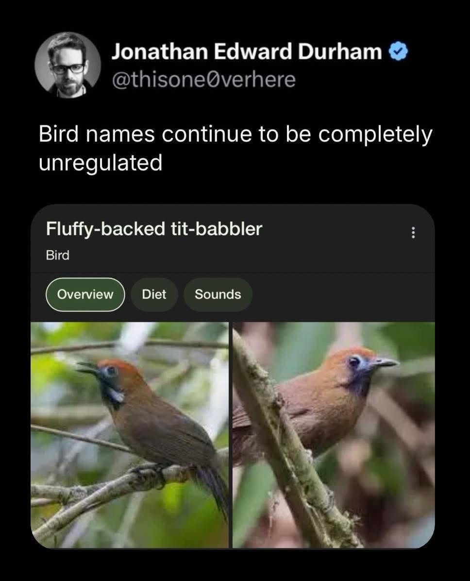Bird names meme