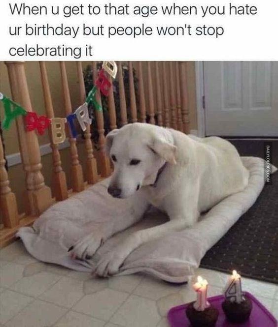 Funny dog birthday memes