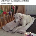 Funny dog birthday memes