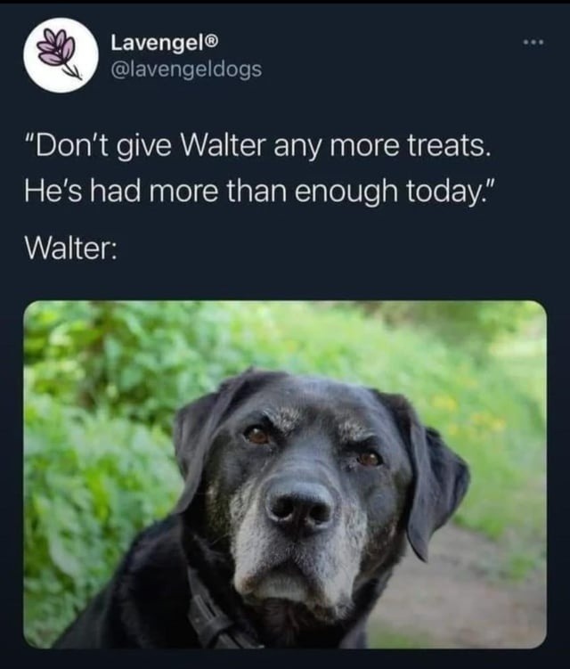 walter’s had enough treats but he's not done scheming - meme