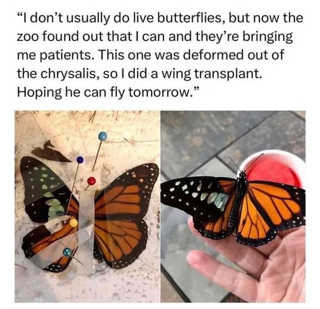 Wholesome butterfly surgery - meme