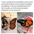 Wholesome butterfly surgery