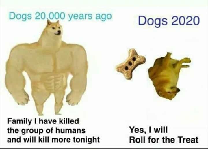 evolution of dogs - meme