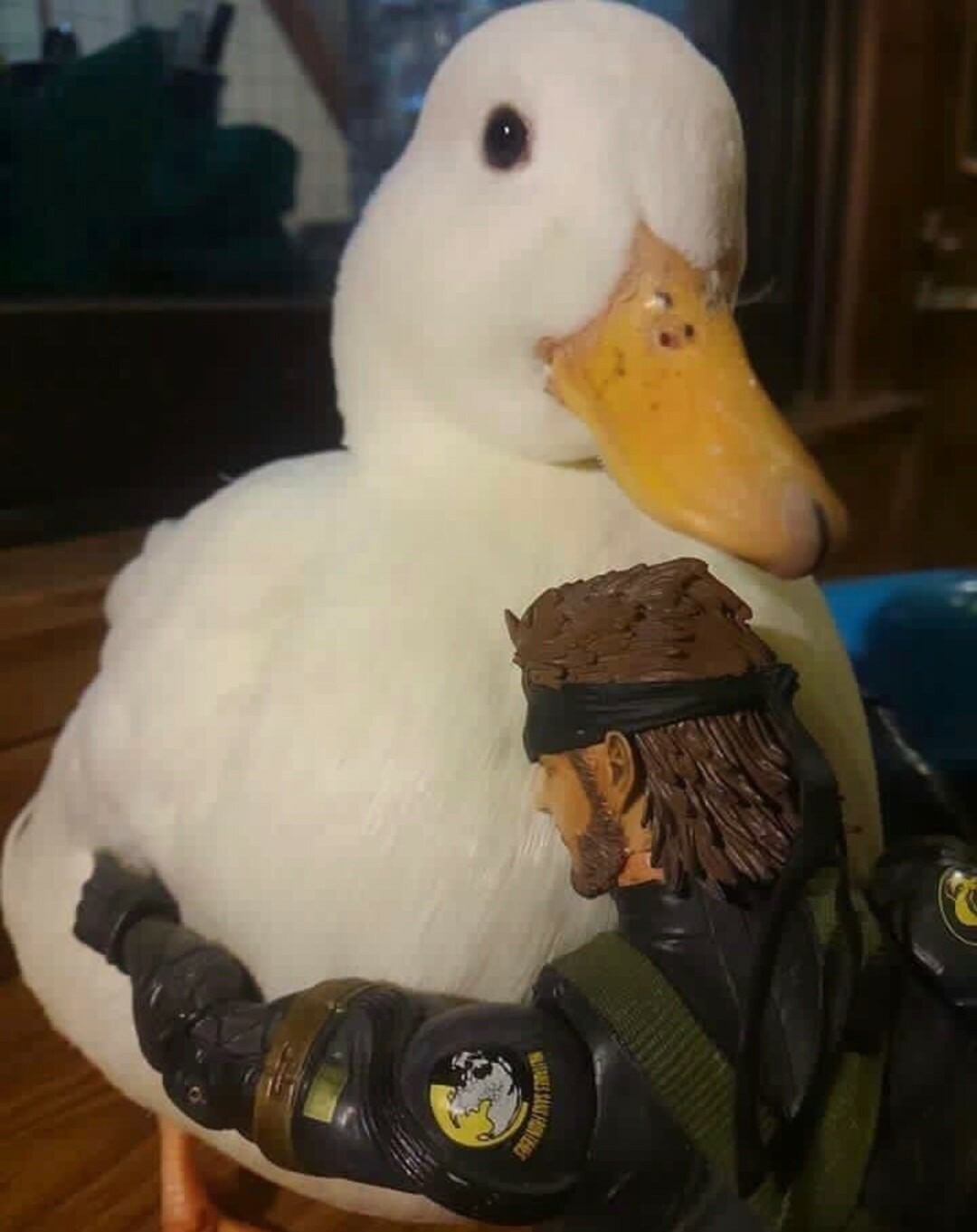 Big duck - meme