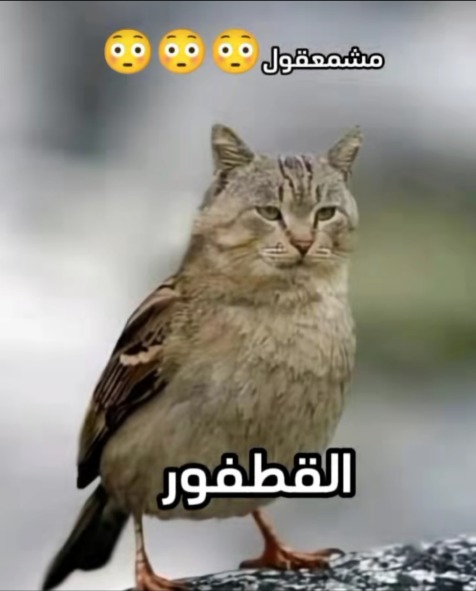 opox - meme