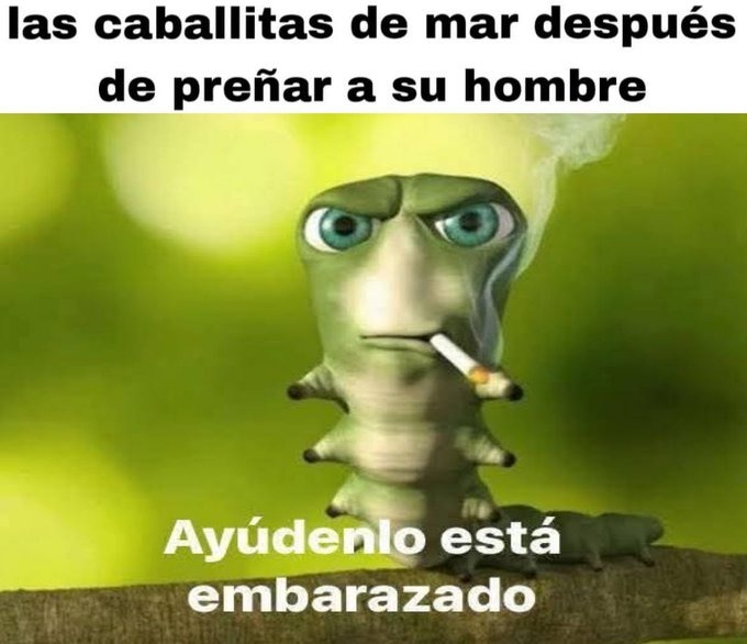 Meme de las caballitas de mar