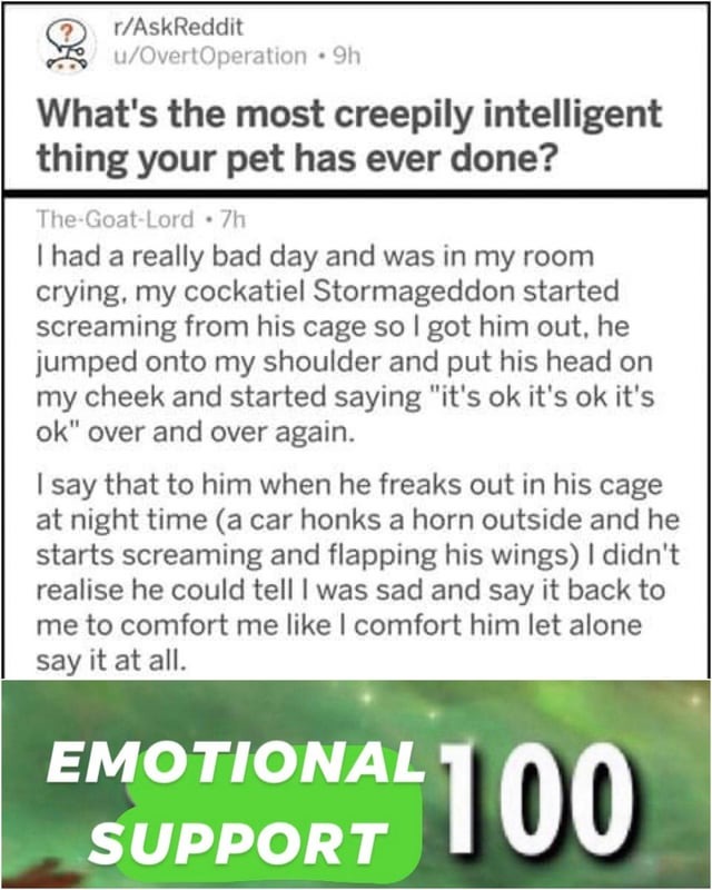 Emotional support 100 - meme
