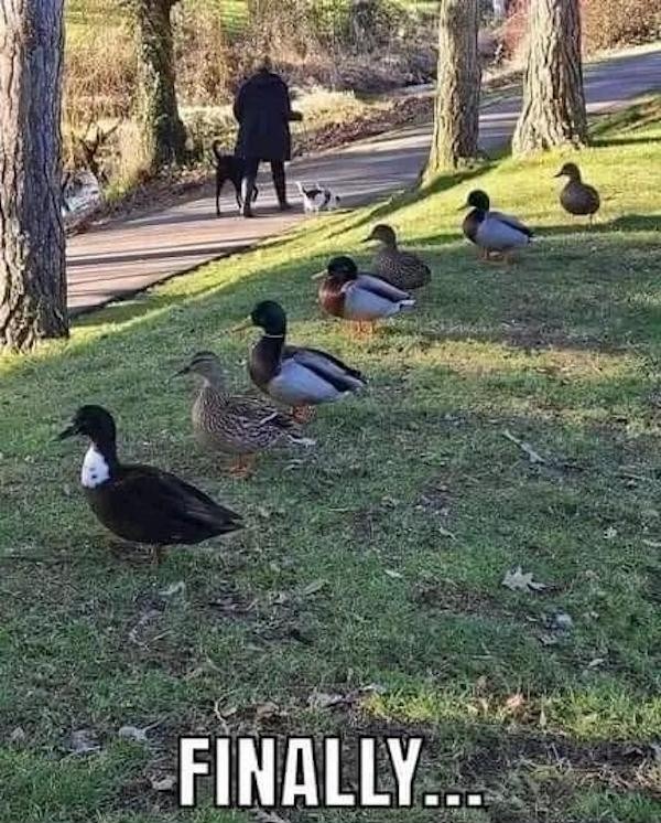 The best Ducks memes ) Memedroid
