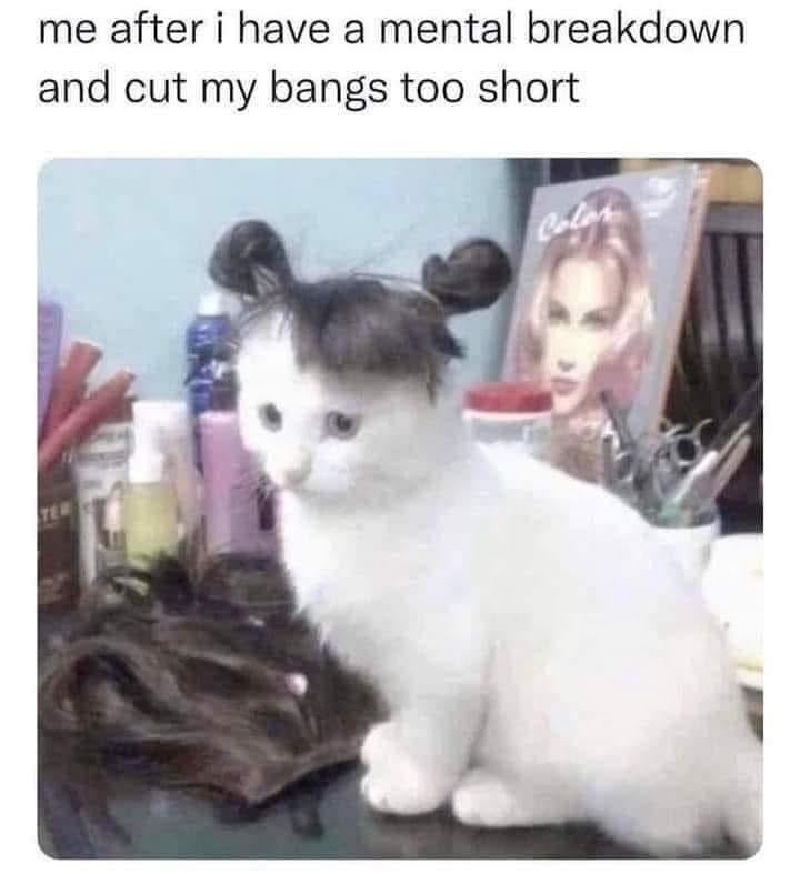 Me after cutting my bangs too short: Who am I even? - meme