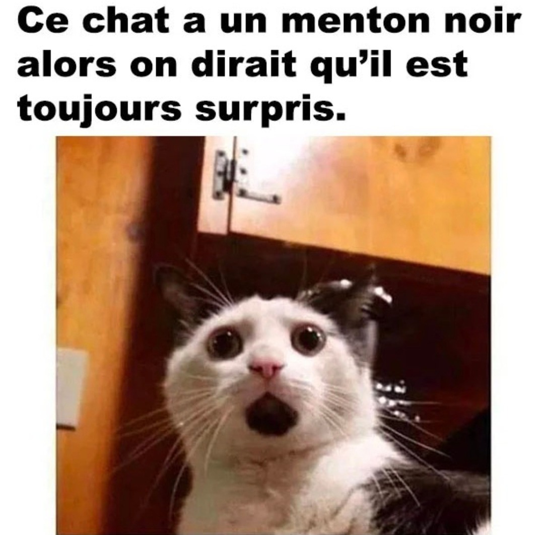 Ce chat est né pour être choqué - meme