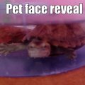 Mi turtle