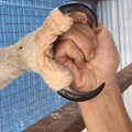 size of eagle's talons