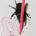 Escarabajo qlo weno OWO