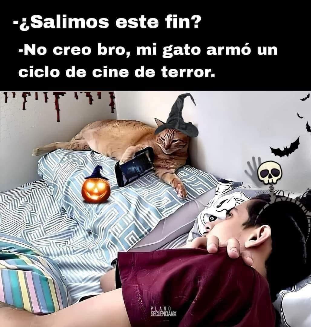 Fin de semana de ver peliculas de terror con el gato - meme