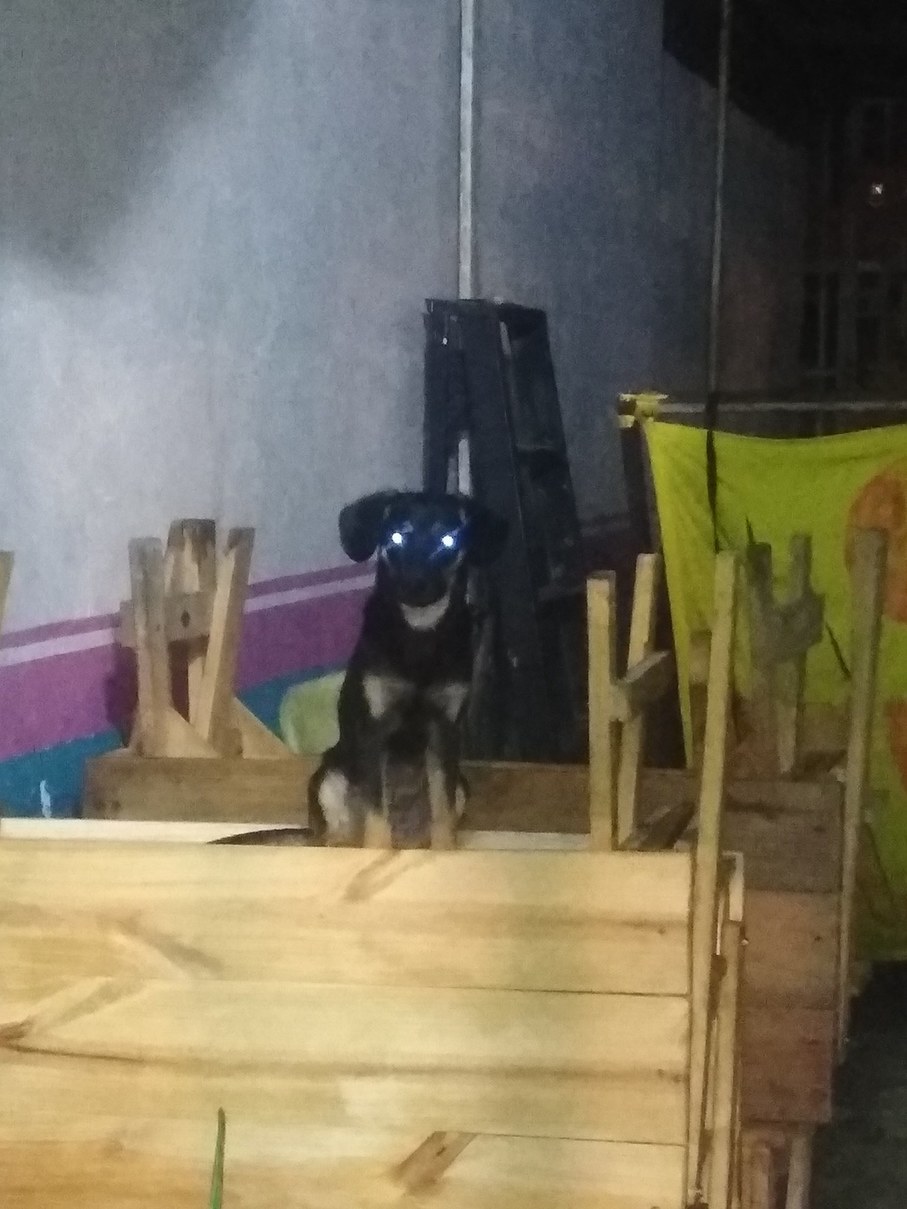Perro reveal, La perra conchesumare esa se montó arribando de esas 2 mesas de madera de la pizzería XD - meme