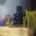 Perro reveal, La perra conchesumare esa se montó arribando de esas 2 mesas de madera de la pizzería XD