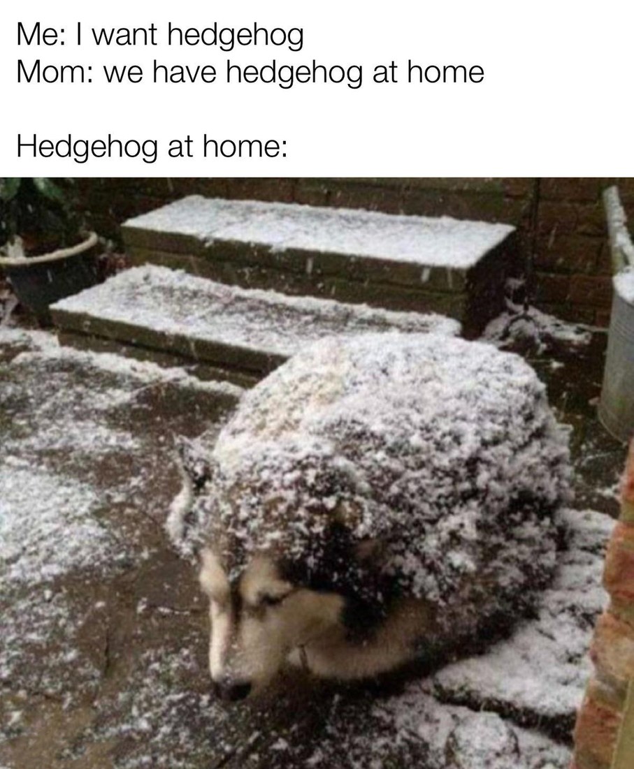 Hedgehog at home - meme