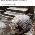 Hedgehog at home