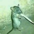 Ratatouille 2: la peste negra
