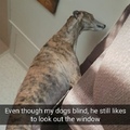 blind doggo