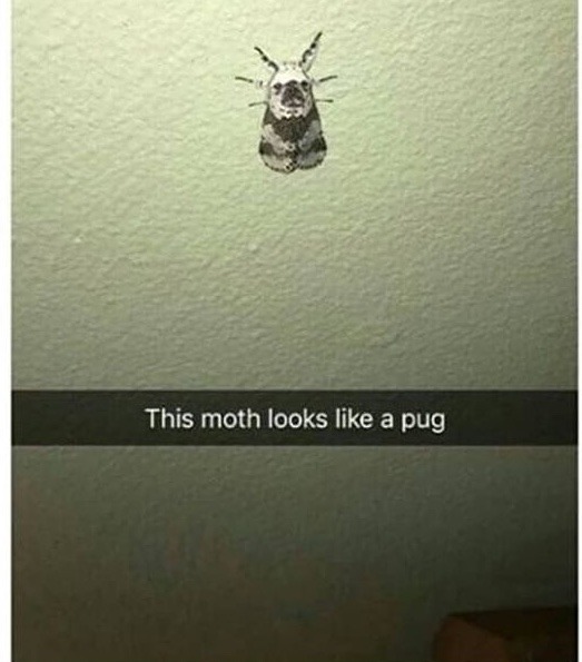 pug moth - meme